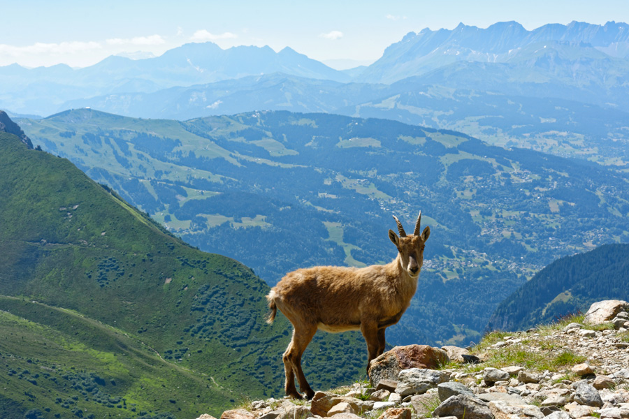 Chamois qu refuge du Nid d