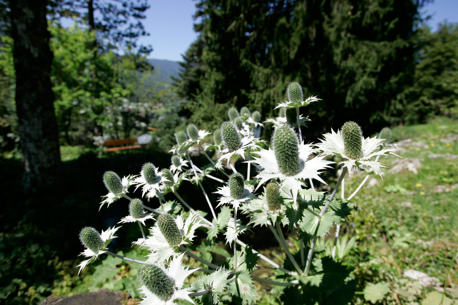 Samoëns-Jardin botanique de la Jaysinia